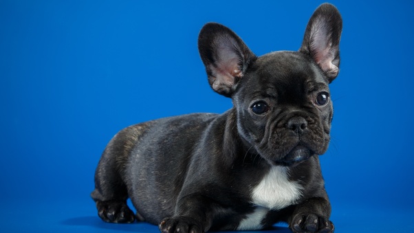 Black French Bulldog Cute Puppy Wallpaper