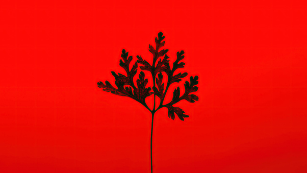 Black Leaf Red Background 5k Wallpaper