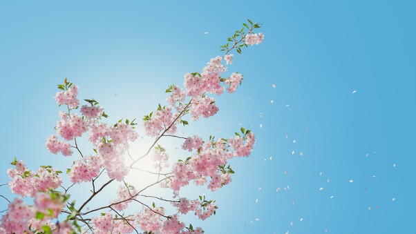 Blossom Flowers Wallpaper
