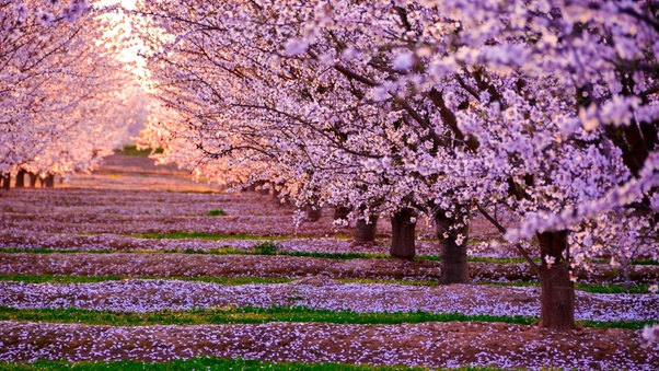 Blossom Nature Pink Flowers Trees Wallpaper