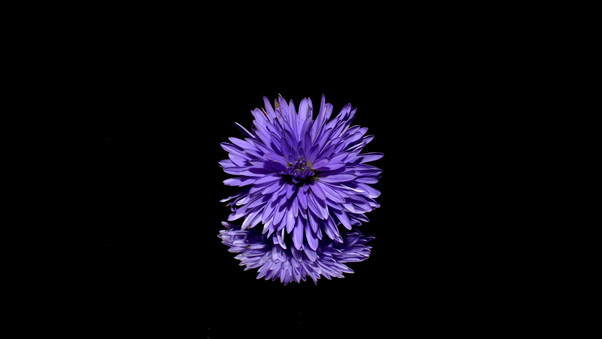 blossom-purple-flower-black-background-reflection-7r.jpg