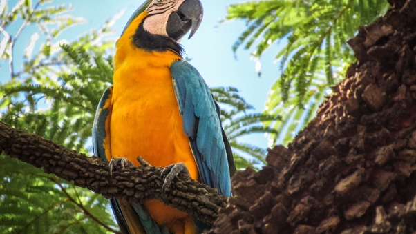 Blue And Yellow Macaw 4k Wallpaper