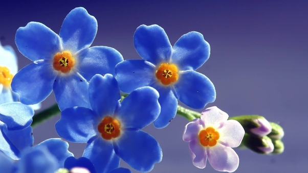 Blue Beautiful Flowers Wallpaper