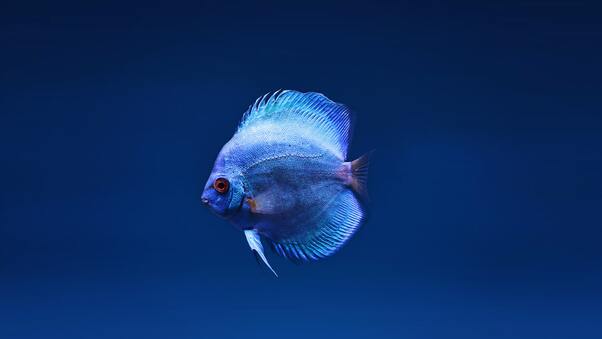 Blue Discus Fish Wallpaper