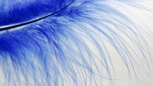 Blue Feather Spring Texture Trend Wallpaper