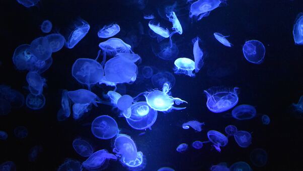 Blue Jellyfishes Underwater Photography 5k Wallpaper