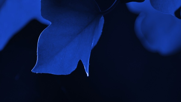 Blue Leaf Macro Wallpaper