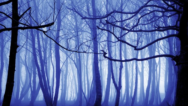 Blue Mist Nature Trees 4k Wallpaper