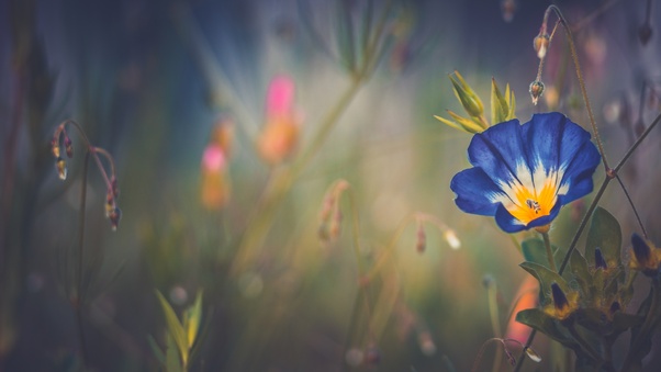 Blue Morning Glory Flower Wallpaper