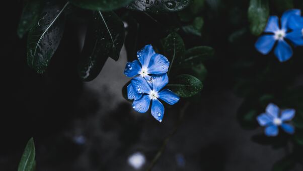 Blue Plant Flower Wallpaper