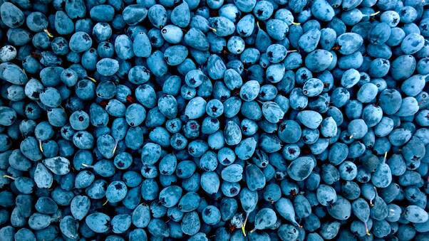blueberries-qz.jpg