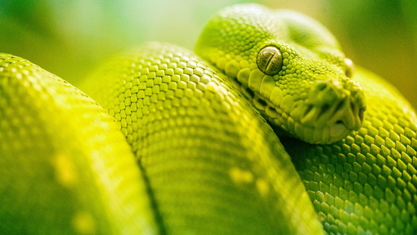 Boa Green Snake 5k Wallpaper