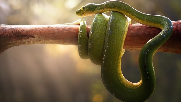 Boa Green Snake Wallpaper