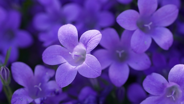 Bokeh Violet Flowers 5k Wallpaper
