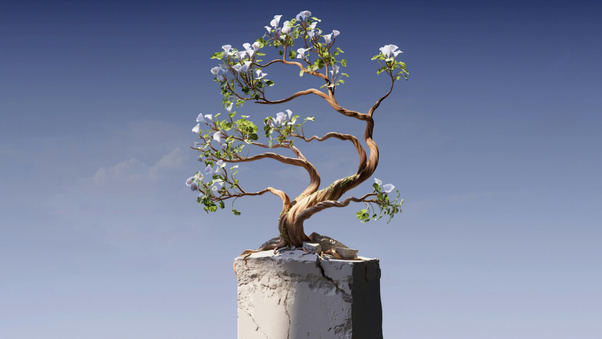 Bonsai Tree (2560x1440) Resolution Wallpaper