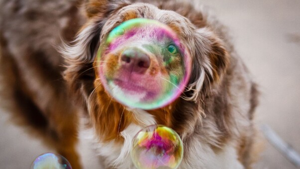 Bubble Dog Photography Wallpaper
