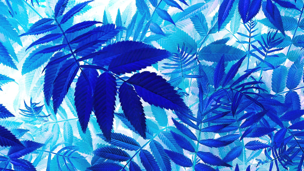 Bunch Of Blue Leaves On A White Background Wallpaper