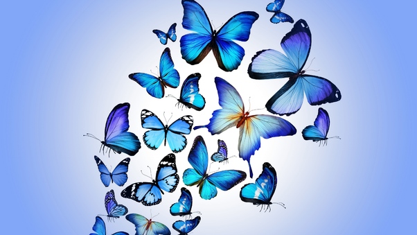 Butterfly Art Wallpaper