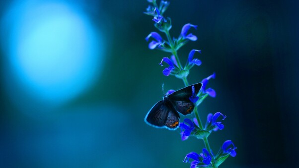 Butterfly Blue Flowers Wallpaper