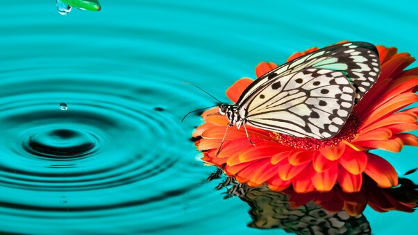 Butterfly Drops Wallpaper