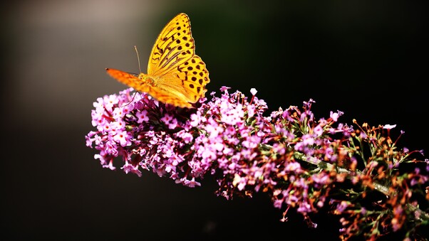 Butterfly In Garden Wallpaper