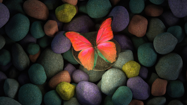 Butterfly On Rocks 4k Wallpaper