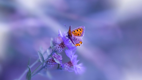 butterfly-purple-flower-iw.jpg