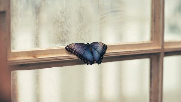 Butterfly Sitting On Window Side 5k Wallpaper