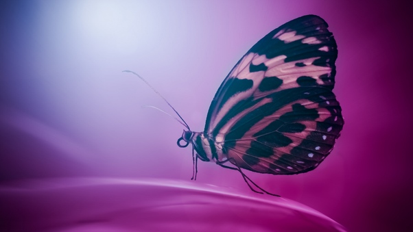 Butterfly Wings Macro Wallpaper