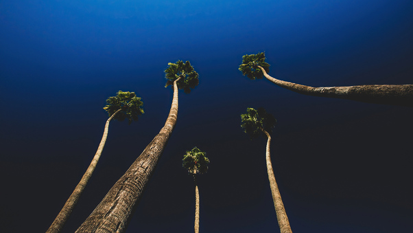 California Palm Trees Wallpaper