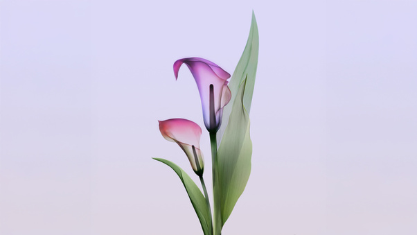 Calla Lilies (3000x2000) Resolution Wallpaper