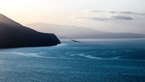 Calm Ocean Bird Flying Over 5k Wallpaper