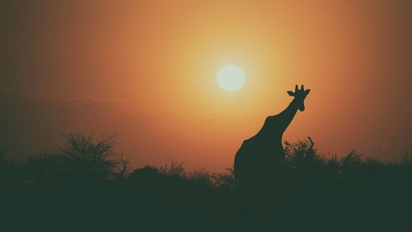 Camel Silhouette Wallpaper