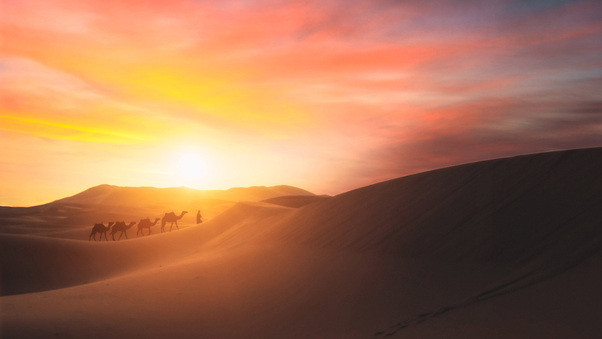 Camel Walking In The Desert Wallpaper