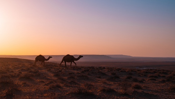 Camel Walking Through Desert Wallpaper