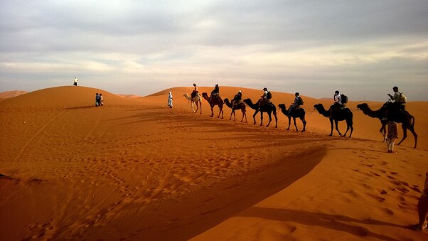 Camels In Caravan Desert Wallpaper