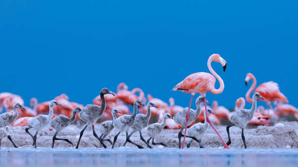 Caribbean Flamingos 5k Wallpaper