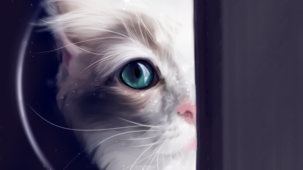 Cat Behind Green Eyes Wallpaper