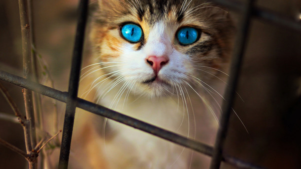 Cat Blue Eyes Wallpaper
