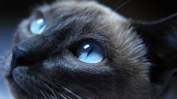 Cat Eyes Closeup Wallpaper