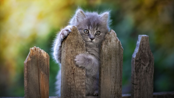 Cat Fence Pawn Wallpaper