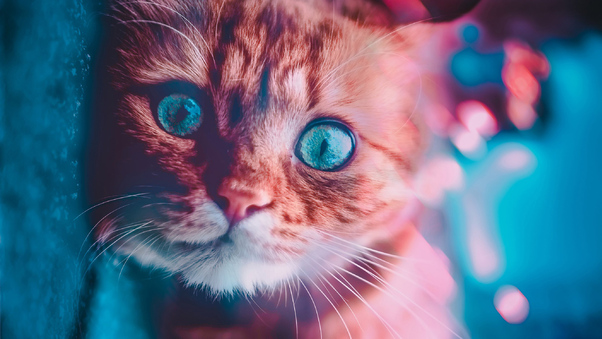 Cat Glowing Eyes Wallpaper