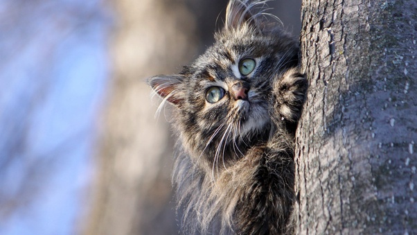 Cat Hiding Behind Tree Wallpaper