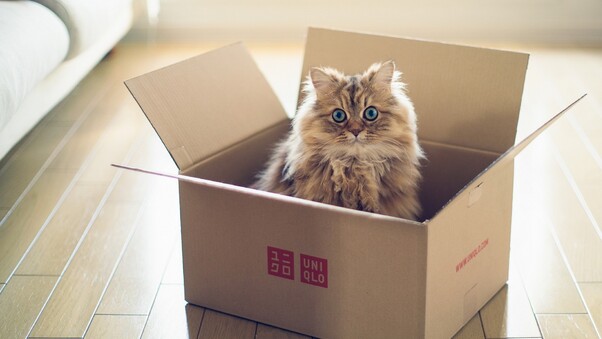 Cat In Box Wallpaper