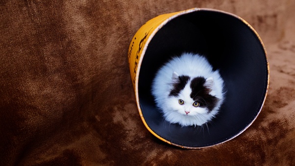 Cat In Bucket Wallpaper