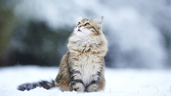 Cat In Winter Wallpaper