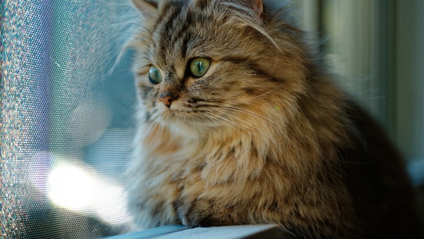Cat Looking Through Window Wallpaper