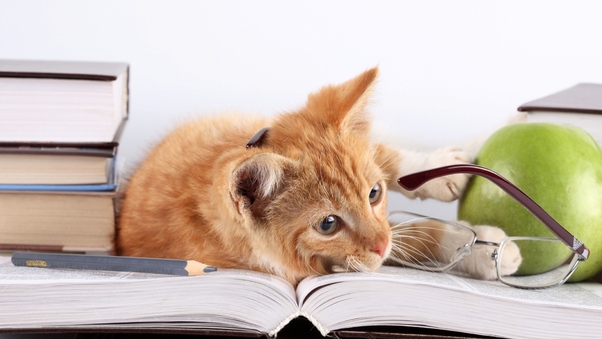 Cat Lying On Books Wallpaper