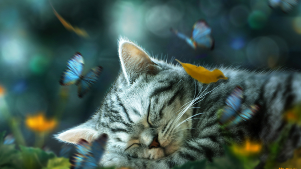 Cat Nap Daydream Wallpaper