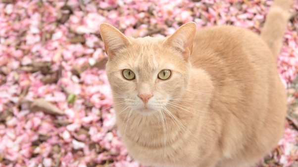 Cat On Pink Flowers Wallpaper